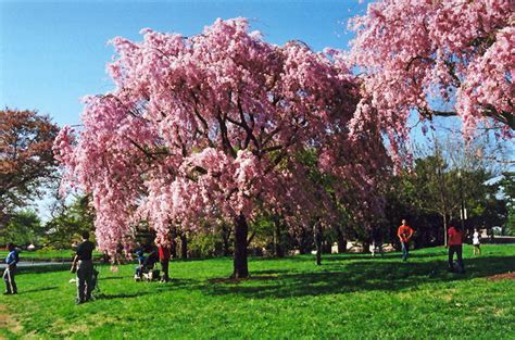 Pink Weeping Higan Cherry (Prunus subhirtella 'Pendula Rosea') in Fayetteville Springdale Rogers ...