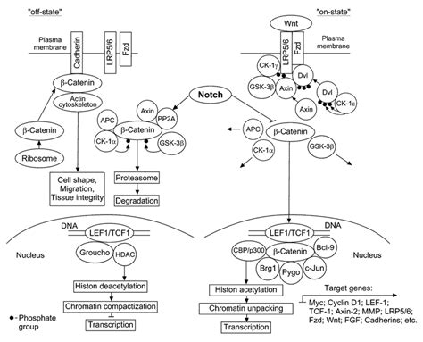 The canonical Wnt/-catenin signaling pathway. After synthesis, -catenin... | Download Scientific ...