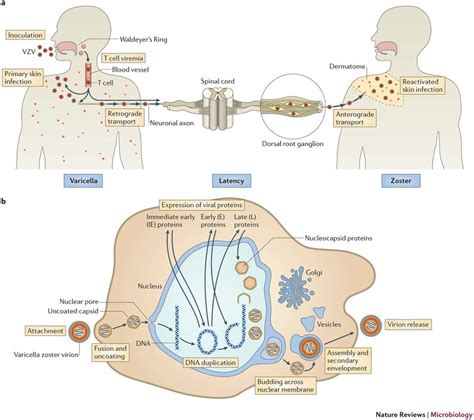 VZV life cycle and replication. a | Model of the varicella zoster virus... | Download Scientific ...