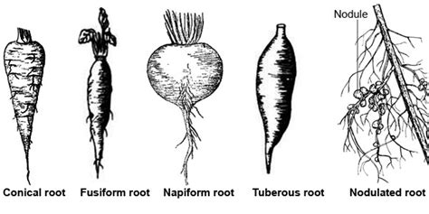 Taproot System: Types, Modifications and Examples – StudiousGuy