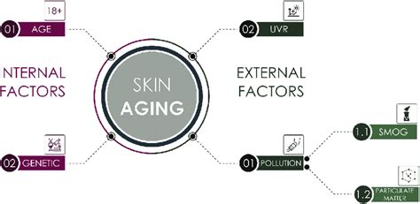 Factors that trigger skin aging. | Download Scientific Diagram