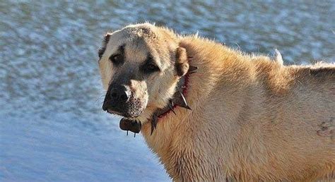 Armenian Gampr on Twitter | Livestock guardian dog, Livestock guardian ...