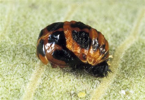 Ladybug pupa - Stock Image - Z330/0454 - Science Photo Library