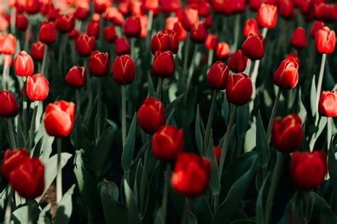 Ultimate Guide to Tulip Flower Meanings and Symbolism - Petal Republic