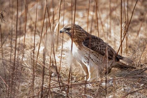 Red-Tailed Hawk hunting - Jakeszap