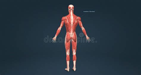 The Human Musculature, Which Works the Skeletal System and Provides Movement, Posture and ...