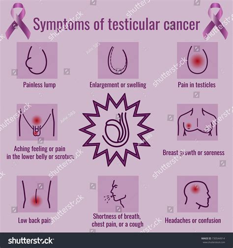 Testicular Cancer Symptoms Infographics: เวกเตอร์สต็อก (ปลอดค่า ...