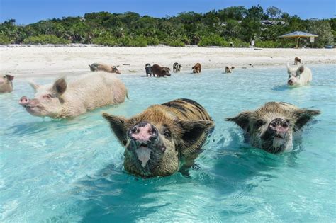 Coco Cay - swimming with the pigs - Royal Caribbean International - Cruise Critic Community