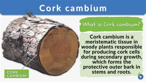 Cork cambium - Definition and Examples - Biology Online Dictionary