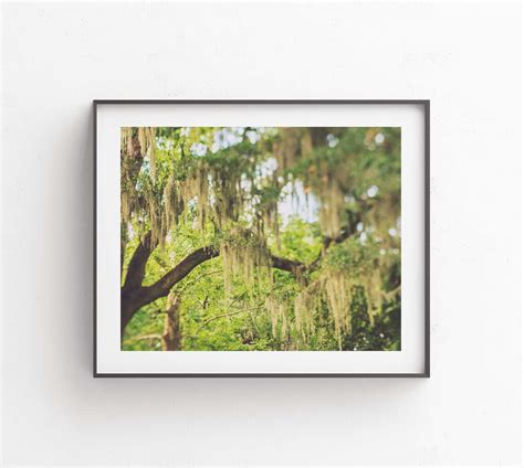 Savannah Print Savannah Photography Spanish Moss Photo | Etsy