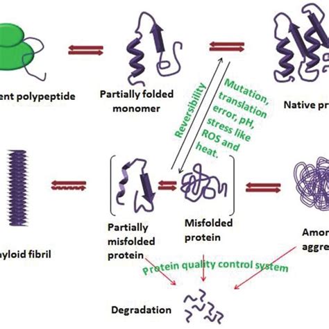 (PDF) Mechanisms of protein aggregation and inhibition