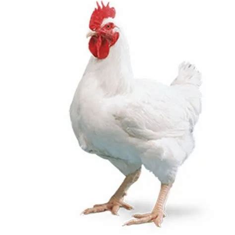 Broiler Feed Grower at Best Price in India