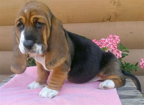 Basset Hound Puppies For Sale | Marietta, GA #251078