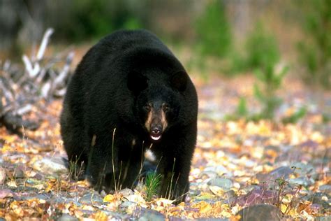 California Bear Hunting Down, Population Bigger than Ever