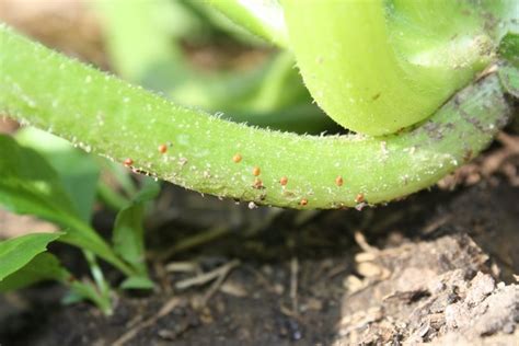 Squash Vine Borer – West Madison