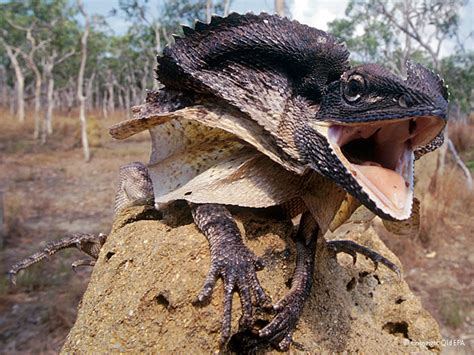 Frilled Lizard (Chlamydosaurus kingii) « Australian Animals