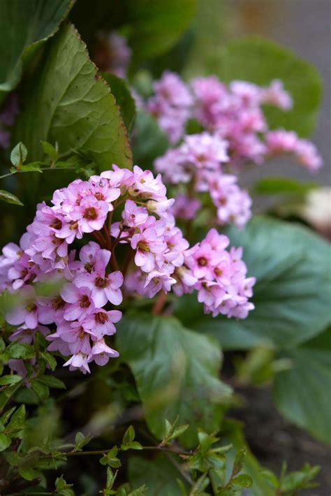 Gardening 101: Bergenias - Gardenista