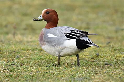 Eurasian Wigeon by Fausto Riccioni - BirdGuides