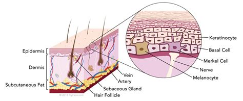 Melanoma: What You Need to Know About Diagnosis and Treatment