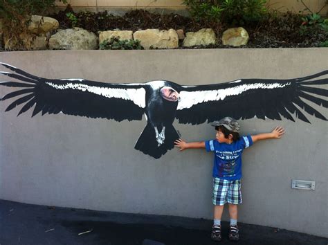 Related image | California condor, Wings, Bird