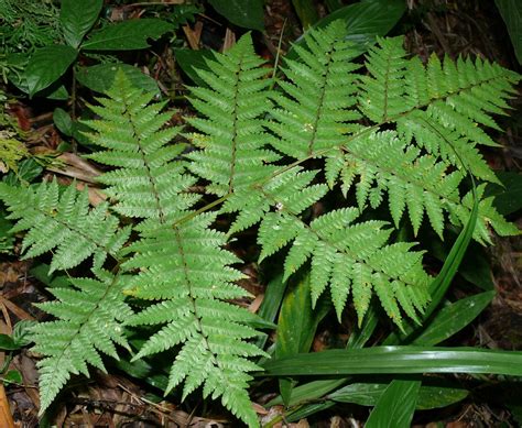 Cyathea (Cyatheaceae) image 56565 at PhytoImages.siu.edu