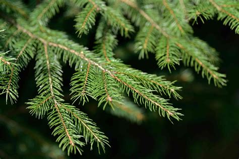 How to Grow and Care for Norway Spruce