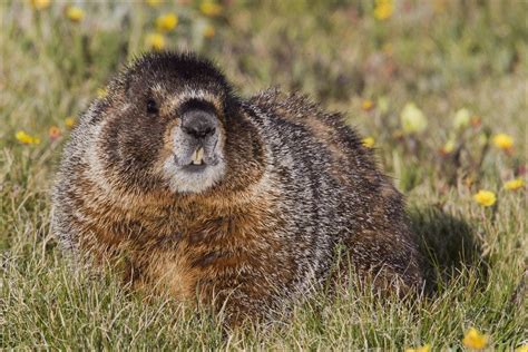 Families Love Rocky Mountain National Park Wildlife