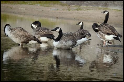 Canadian Geese Ready For Migration | Canadian goose, Goose, Animals