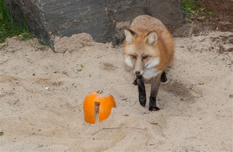 PHOTOS: Winnipeg zoo animals get new toy as part of Thanksgiving ...