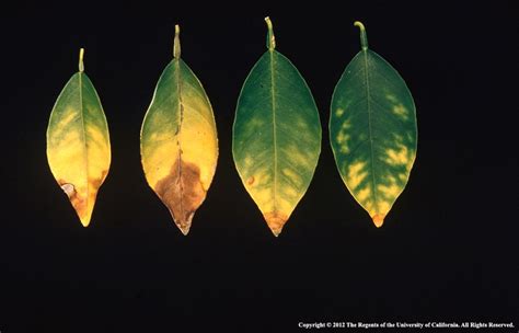 How To Avoid Yellow Leaves on Citrus Trees - SumoGardener