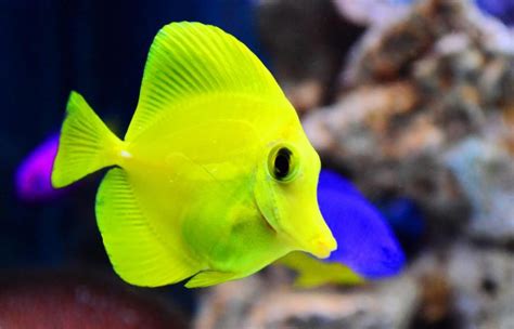 Yellow Tang Tank Size: Can You Keep Them In Smaller Tanks? - AquaticPals