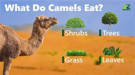 What Do Camels Eat? Their Diet Explained - IMP WORLD