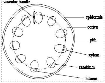 Vascular Bundle Diagram