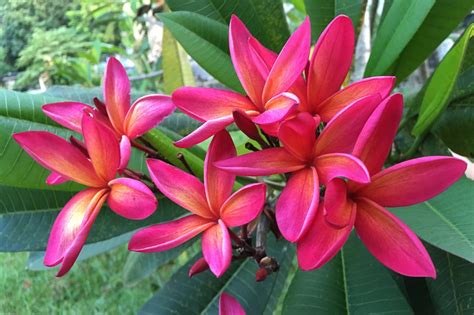 Plumeria rubra (Frangipani)