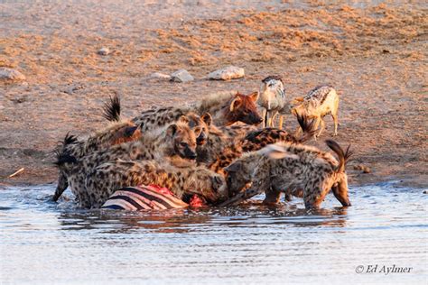 Hyenas kill zebra at Etosha waterhole - Africa Geographic