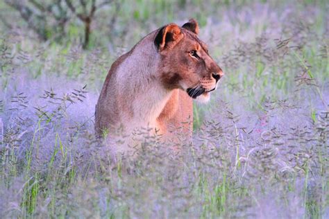 Namibia Wildlife Photography Tour | Iceland Photo Tours