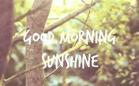 Good Morning GIF - Sun Sunlight Sunshine - Discover & Share GIFs