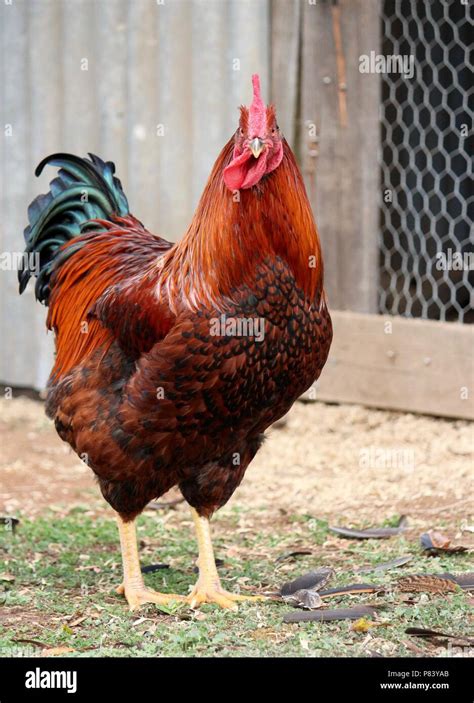 Barnevelder rooster stretching wings Stock Photo - Alamy