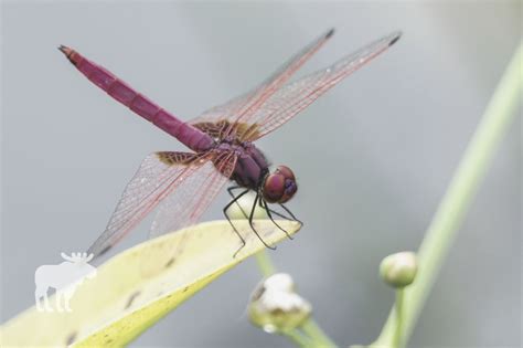 How Fast Can A Dragonfly Fly? — Forest Wildlife