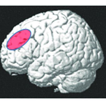 | Approximate anatomical location of the dorsolateral prefrontal cortex ...