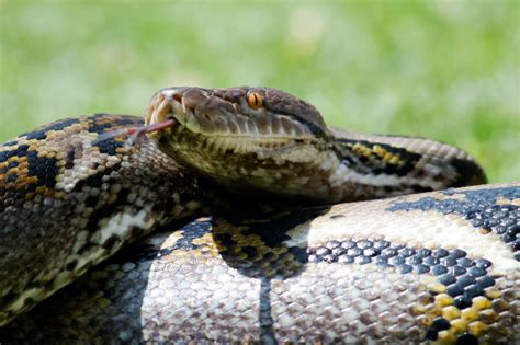 Python, African rock - Fascinating Africa