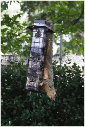 Squirrel Proof Caged Bird Feeder - Feeding Nature