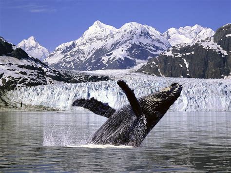 Whale Watching in Alaska | Humpback whale, Alaska images, Whale