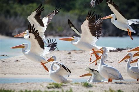 La fauna como parte del paisaje costero - Revista Landuum