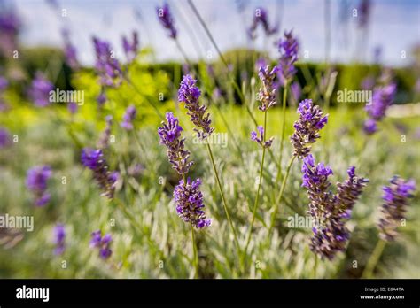 Terapeut hi-res stock photography and images - Alamy