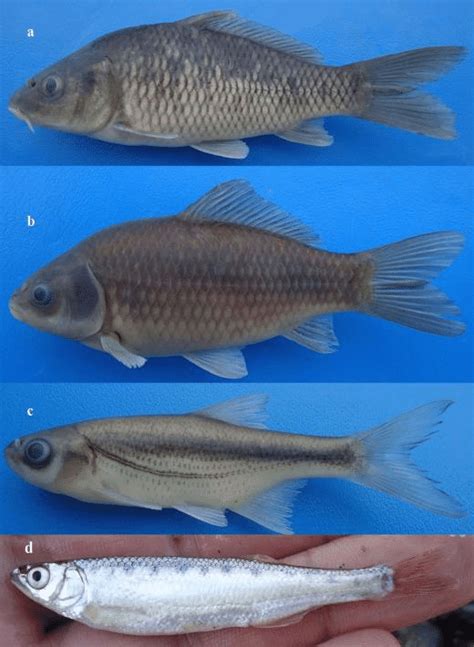 Some Cyprinid species collected in sampling sites.a, Cyprinus carpio... | Download Scientific ...