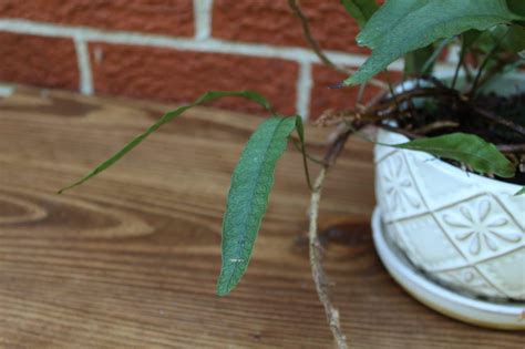 Footed Ferns are Unique, Interesting Ferns, Sending Up Fronds From Creeping Rhizomes - The ...