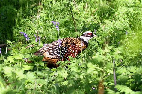 Oxon Birding Blog: Reeve's Pheasant