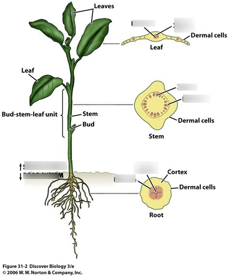 Vascular Plant Diagram - General Wiring Diagram