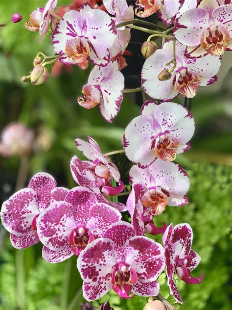 Longwood Gardens, Pennsylvania : r/orchids